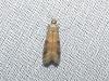 Ephestia sp.